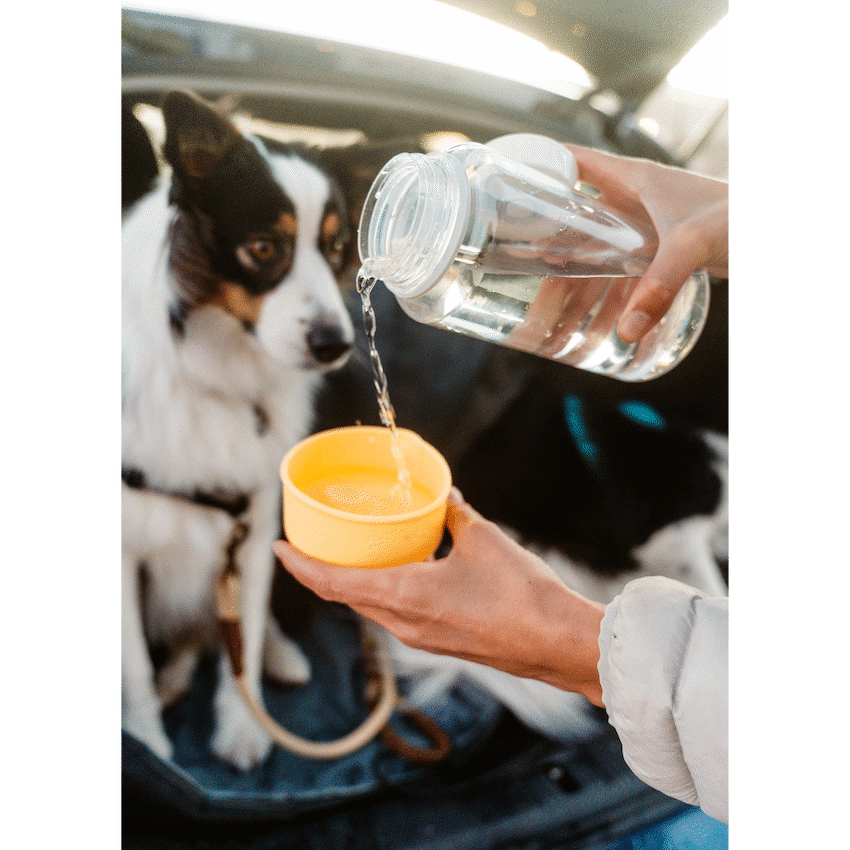 LocknLock Pet Water Bottle & Bowl 1lt ( Order in Qty of 4)